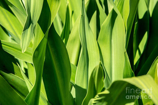 Green Leafs Art Print featuring the photograph Just Green by Mina Isaac