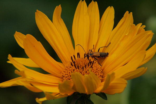 Flower Art Print featuring the photograph Just hanging out by Joanna Raber