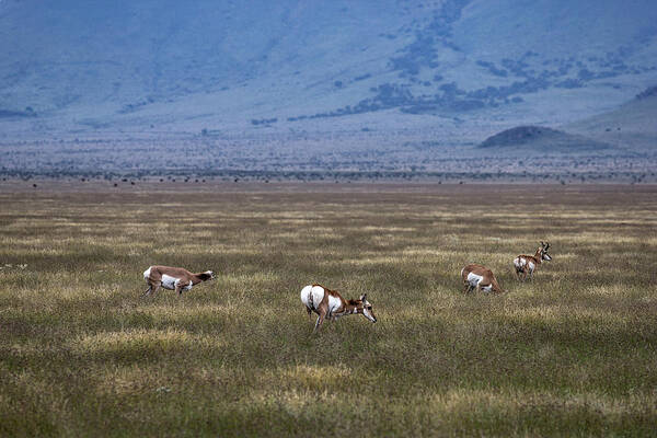 Pronghorn Art Print featuring the photograph Just Hanging Out by Renny Spencer