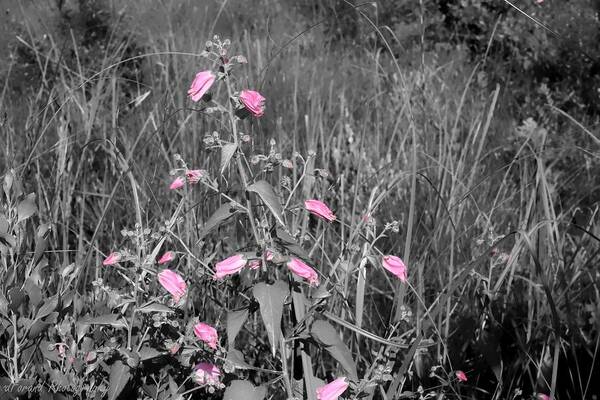 Wildflowers Art Print featuring the photograph Just Pink by Debra Forand