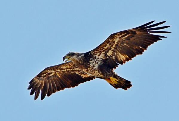 Juvenile Art Print featuring the photograph Juvenile Bald Eagle In Flight Close Up by Jeff at JSJ Photography