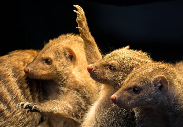 Mongoose Art Print featuring the photograph Juvenile Mongooses by Andreas Berthold