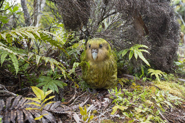 Tui De Roy Art Print featuring the photograph Kakapo Male In Forest Codfish Island by Tui De Roy