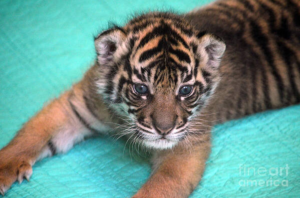 Cub Art Print featuring the photograph Kali at 4 weeks by Frank Larkin