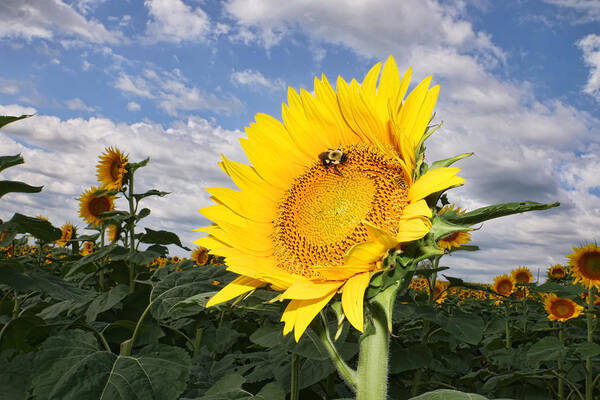 Sunflower Art Print featuring the photograph Kansas Sunflower by Alan Hutchins