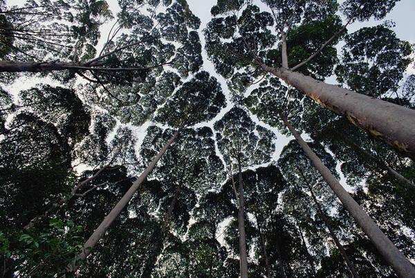 Feb0514 Art Print featuring the photograph Kapur Trees Showing Crown Shyness by Mark Moffett