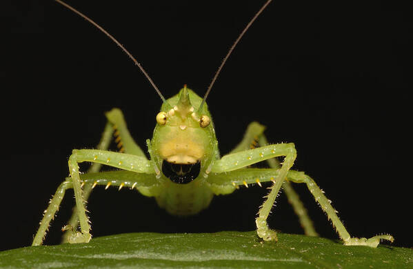 Feb0514 Art Print featuring the photograph Katydid Portrait Ecuador by Pete Oxford