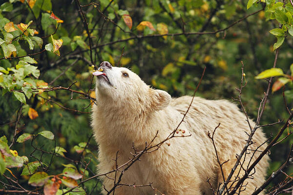 Kermode Bear Art Print featuring the photograph Kermode Bear Eating Crabapple by M. Watson