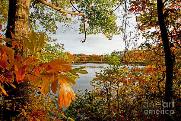 Fall Art Print featuring the photograph Kickimuit View by Butch Lombardi