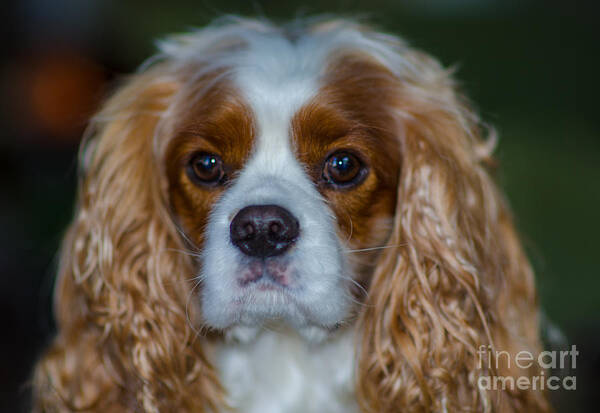 Cavalier King Charles Spaniel Art Print featuring the photograph King Charles by Dale Powell