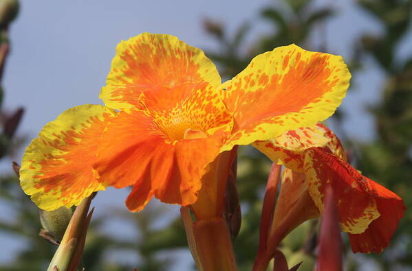 Canna Art Print featuring the photograph King Humbert Canna Lilies 4 by Cathy Lindsey