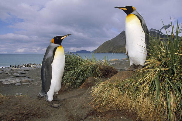 Feb0514 Art Print featuring the photograph King Penguins In Tussock Grass Gold by Tui De Roy