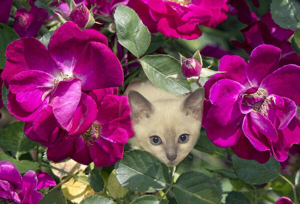 Card Art Print featuring the photograph Kitten Among Pink Roses by Linda Phelps