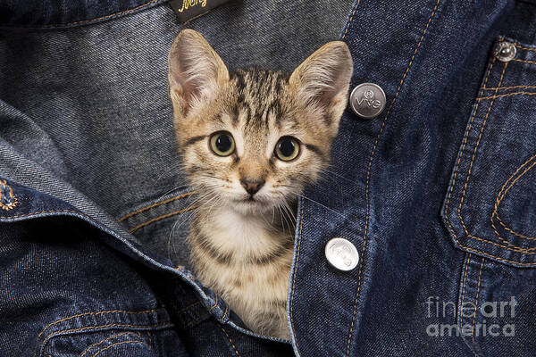 Cat Art Print featuring the photograph Kitten In Jean Jacket by Jean-Michel Labat