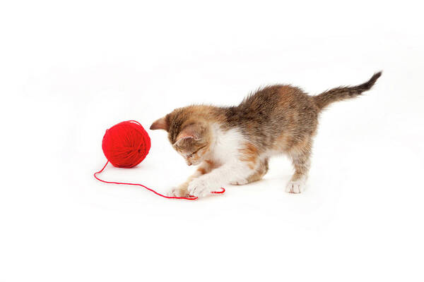 Bulgaria Art Print featuring the photograph Kitten Playing With A Ball Of Red Wool by By Kerstin Claudia