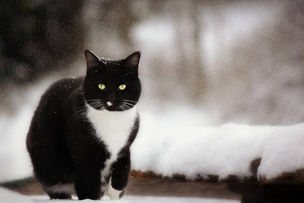 Snow Art Print featuring the photograph Kitty Snow Play by Melanie Lankford Photography