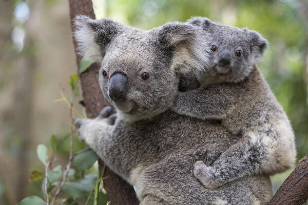 Feb0514 Art Print featuring the photograph Koala Joey On Mothers Back Australia by Suzi Eszterhas