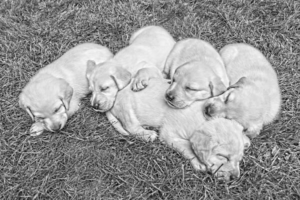 Puppy Art Print featuring the photograph Labrador Retriever Puppies Nap Time Black and White by Jennie Marie Schell