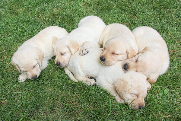 Puppy Art Print featuring the photograph Labrador Retriever Puppies Nap Time by Jennie Marie Schell