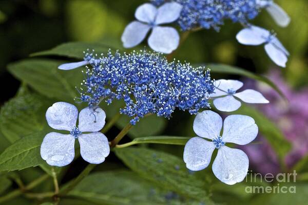 Lace Hydrangea Art Print featuring the photograph Lace Hydrangea by Jim Gillen