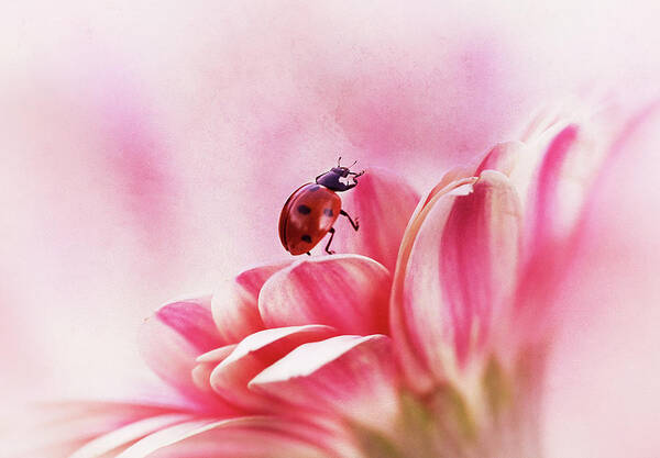 Pink Art Print featuring the photograph Ladybird On Gerbera by Ellen Van Deelen