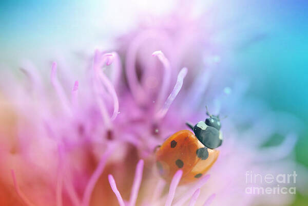 Ladybug Art Print featuring the photograph Ladybug by Martin Capek