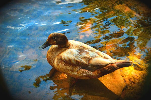 Lake Ducks Art Print featuring the photograph Lake Duck Vignette by Stacie Siemsen
