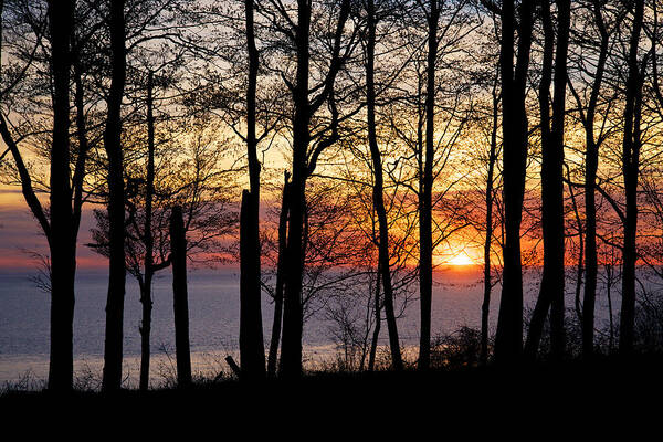 Lake Art Print featuring the photograph Lake Michigan Sunset with Silhouetted Trees by Mary Lee Dereske