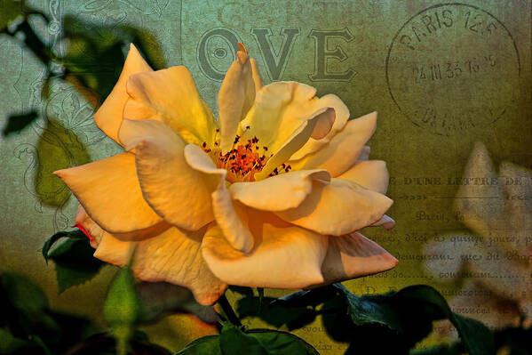 Flower Art Print featuring the photograph Language of The Heart - Rose by HH Photography of Florida