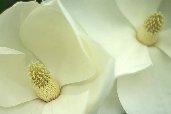 White Magnolia Flower Art Print featuring the photograph Large White Magnolias by Suzanne Powers