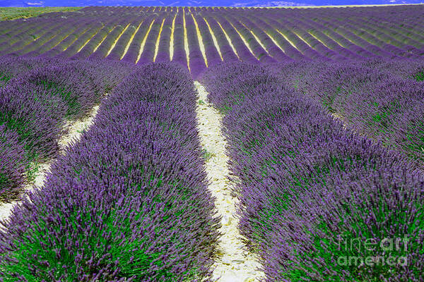 World Art Print featuring the photograph Lavender, French Provence by Adam Sylvester