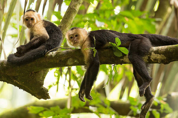 Capuchin Art Print featuring the photograph Lazy Day in the Rainforest by Natural Focal Point Photography