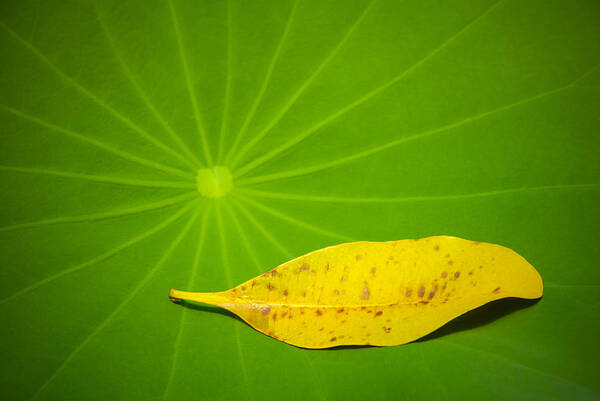 Leaf Art Print featuring the photograph Leaf by Chevy Fleet