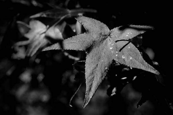 Leaf Art Print featuring the photograph Leaf by George Taylor