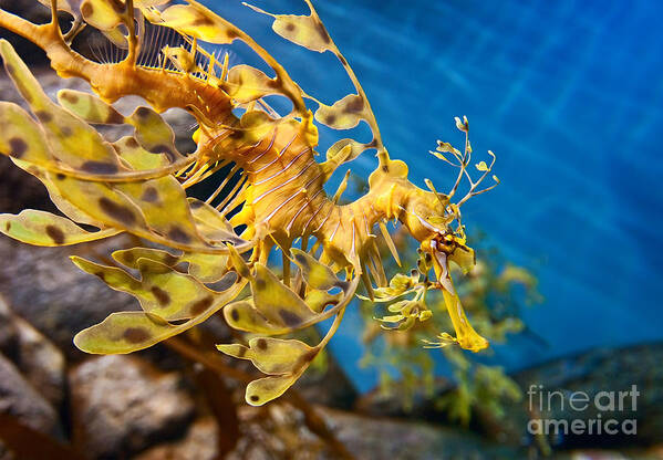 Leafy Sea Dragon Phycodurus Eques Art Print By Jamie Pham