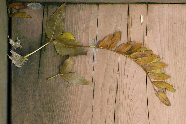 Fall Art Print featuring the photograph Leaves On a Wooden Step by Lynn Hansen