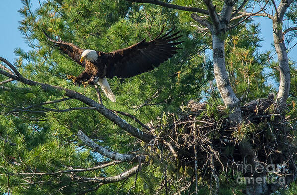 Landcape Art Print featuring the photograph Leaving the Nest by Cheryl Baxter