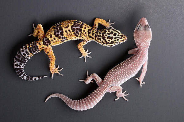Common Leopard Gecko Art Print featuring the photograph Leopard Gecko E. Macularius Collection by David Kenny