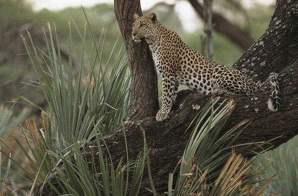 Feb0514 Art Print featuring the photograph Leopard Okavango Delta Botswana by Pete Oxford