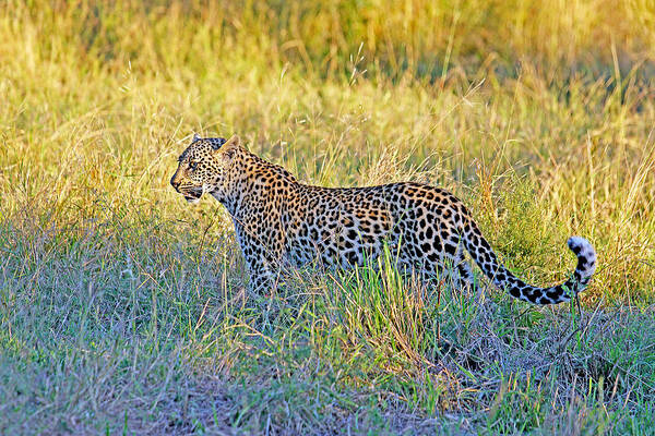 South Art Print featuring the photograph Leopard on the Prowl by Evan Peller