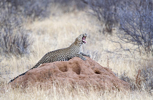 Photography Art Print featuring the photograph Leopard Panthera Pardus Yawning by Panoramic Images