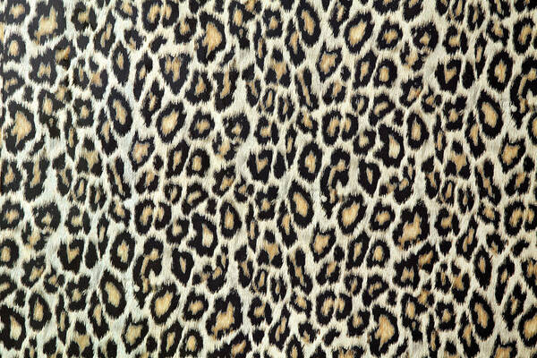 Tropical Rainforest Art Print featuring the photograph Leopard Skin Texture Or Fabric by S-cphoto