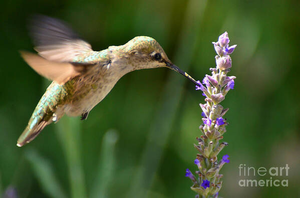 Pollination Art Print featuring the photograph Light Filters Behind the Hummer by Debby Pueschel