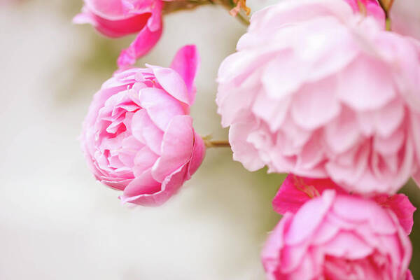 Petal Art Print featuring the photograph Light Pink Roses by Olivia Bell Photography