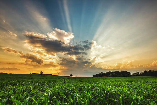 Scenics Art Print featuring the photograph Light Rays And Sunset Over French Crop by Verity E. Milligan