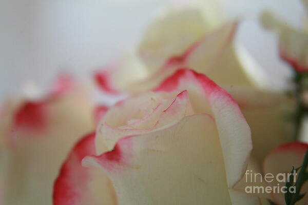 Roses Art Print featuring the photograph Like a kiss from a rose by Lynn England