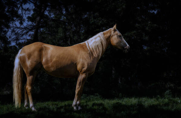 Palomino Art Print featuring the photograph Like Moonlight on a Wire by Doug Long