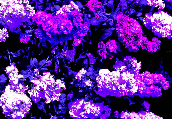Abstract Art Print featuring the photograph Lilacs by Michael Nowotny