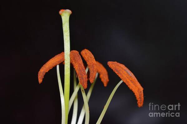 Life Art Print featuring the photograph Lilies essence by Felicia Tica