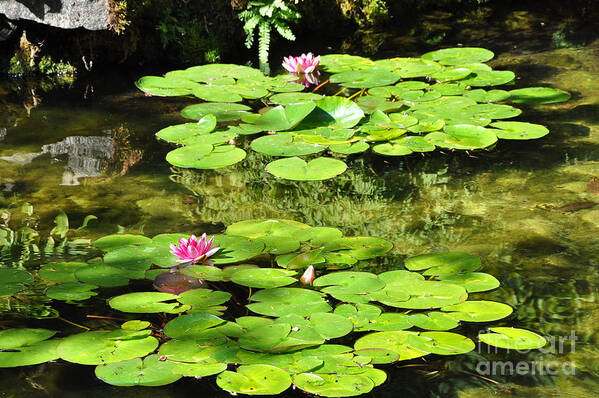 Pond Art Print featuring the photograph Lilly Pads by Kirt Tisdale